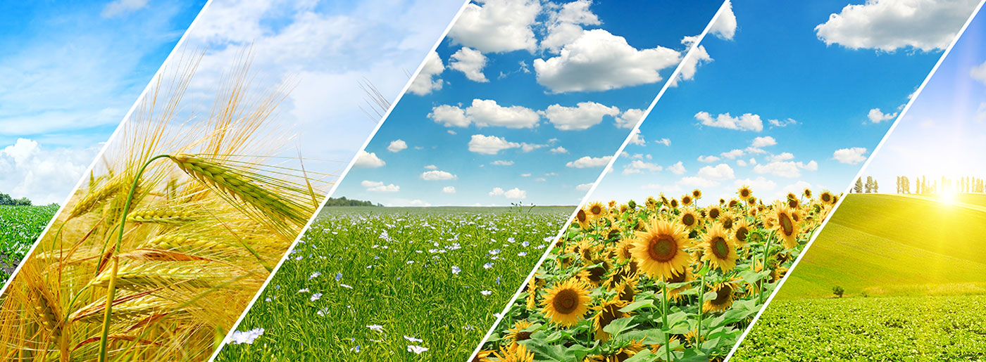 Agriculture Montage